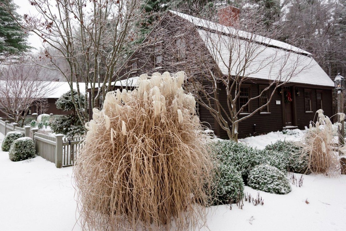 Семь отличных способов украсить сад зимой
